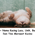 170+ Nama Kucing Lucu, Unik, Bagus, Dan Tips Merawat Kucing