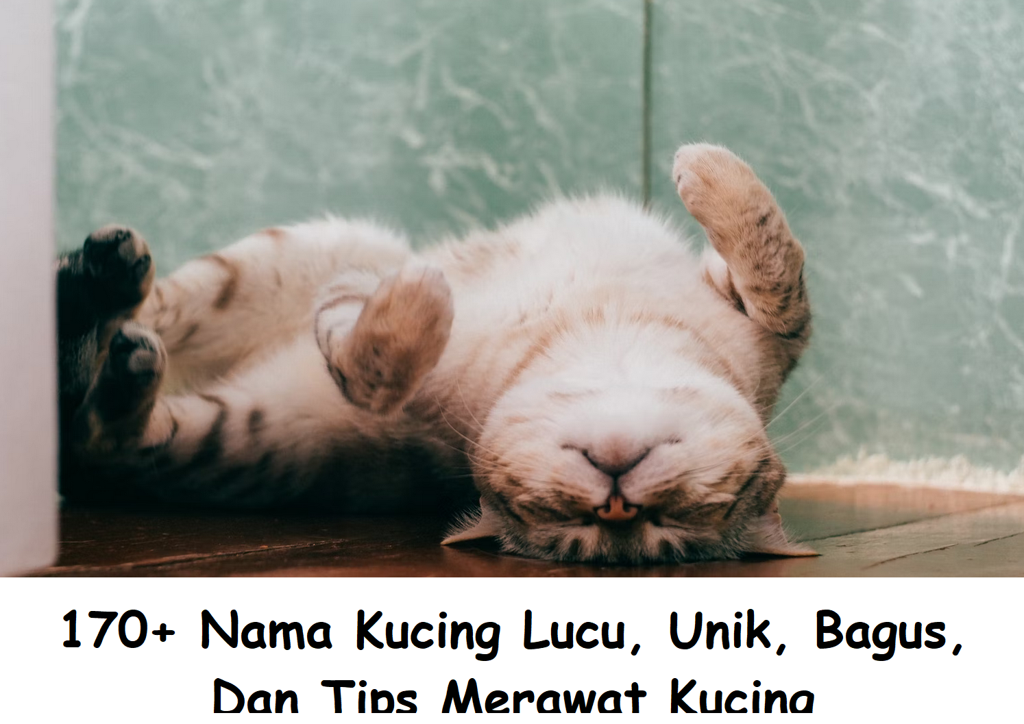 170+ Nama Kucing Lucu, Unik, Bagus, Dan Tips Merawat Kucing