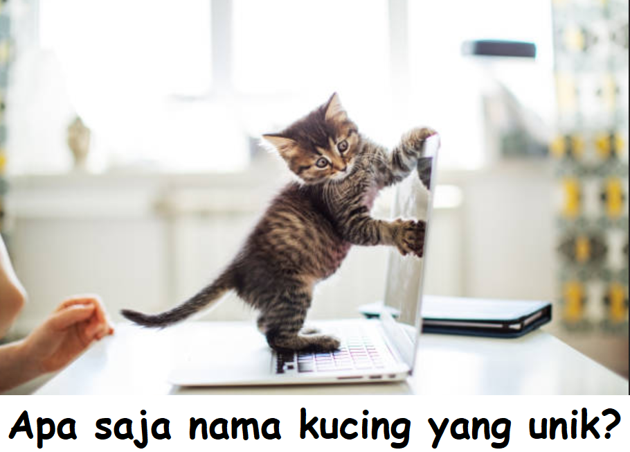 Apa saja nama kucing yang unik?