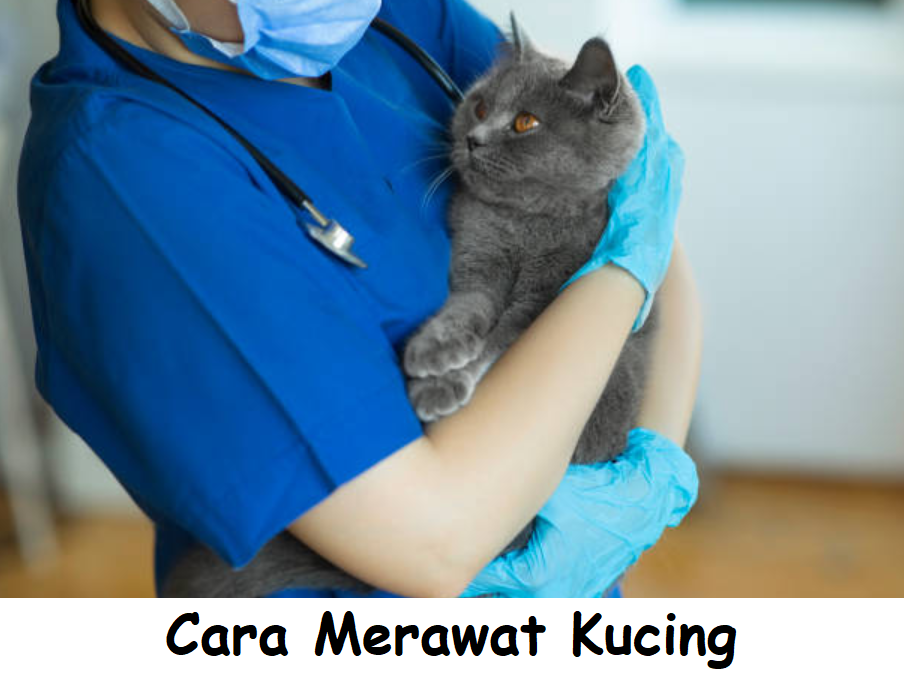 Cara Merawat Kucing