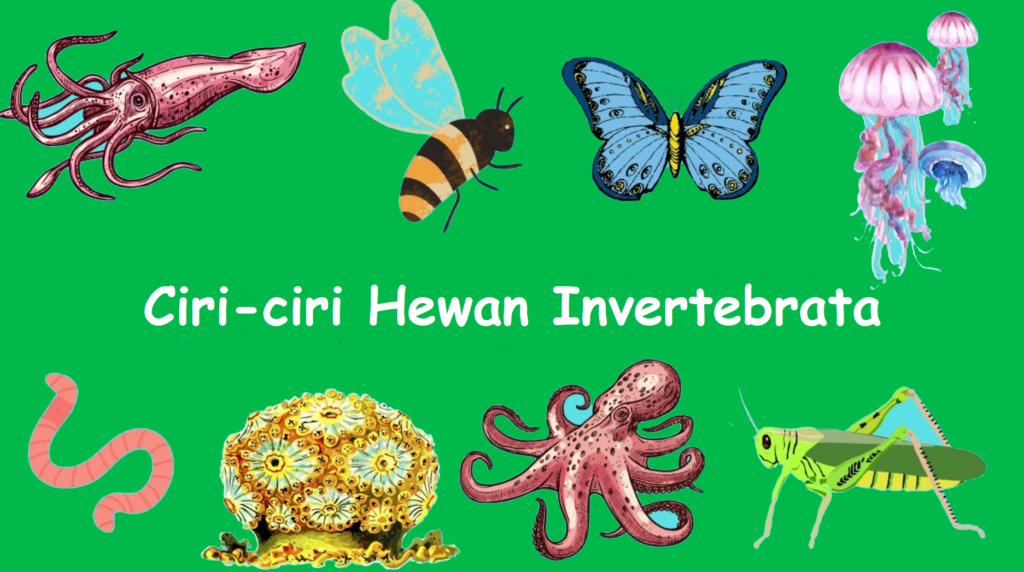 Ciri-ciri Hewan Invertebrata