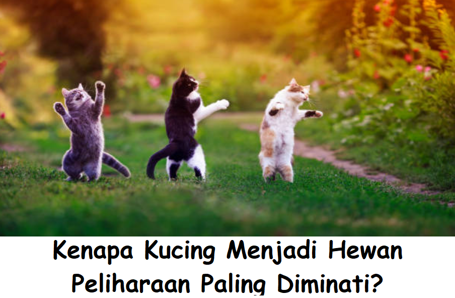 Kenapa Kucing Menjadi Hewan Peliharaan Paling Diminati