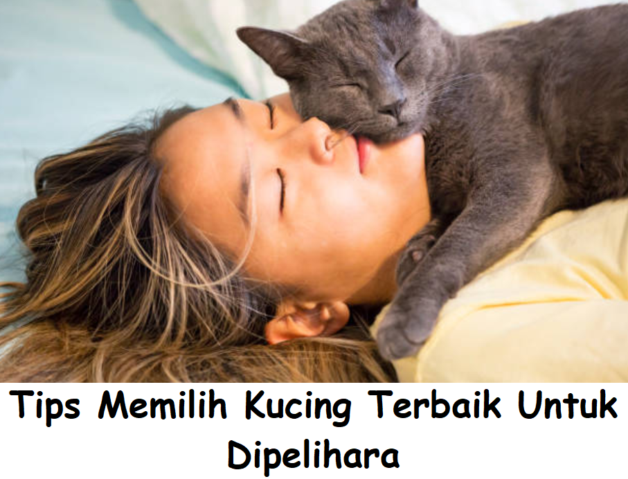 Tips Memilih Kucing Terbaik Untuk Dipelihara