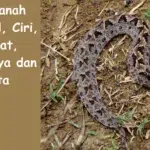 Ular Tanah: Mengenal, Ciri, Habitat, Bahayanya dan Fakta