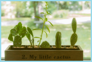 2. My little cactus