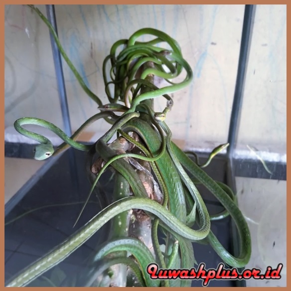 3. Ular Pucuk 3. Ular Pucuk