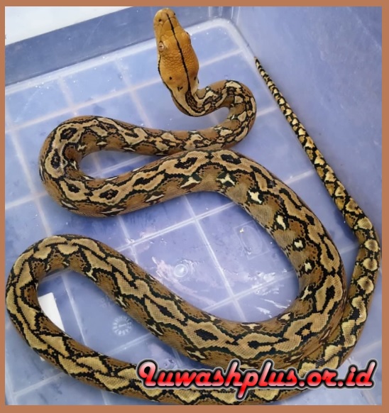 6. Ular Sanca Kembang Atau Sanca Batik 6. Ular Sanca Kembang Atau Sanca Batik
