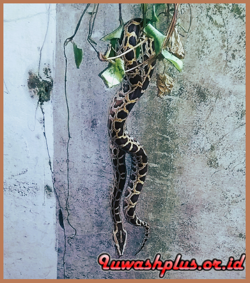 8. Ular Sanca Bodo 8. Ular Sanca Bodo