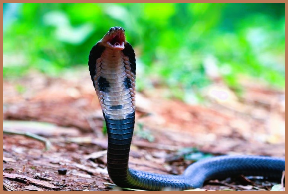 Fakta Menarik Terkait Ular Kobra yang Jarang Diketahui