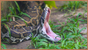Fakta Unik Tentang Piton Fakta Unik Tentang Piton