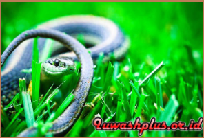 Habitat Asli Ular Sawah Habitat Asli Ular Sawah