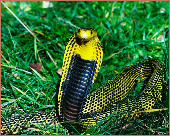 Habitat Ular Kobra Habitat Ular Kobra