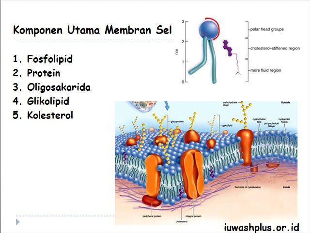 Komponen Utama Membran Sel Komponen Utama Membran Sel