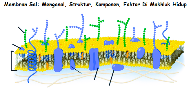 Membran Sel Mengenal, Struktur, Komponen, Faktor Di Makhluk Hidup