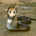 Mengenal Ciri Ular Kobra, Habitat dan Fakta Menariknya!
