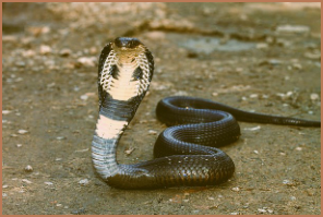 Mengenal Ciri Ular Kobra, Habitat dan Fakta Menariknya!