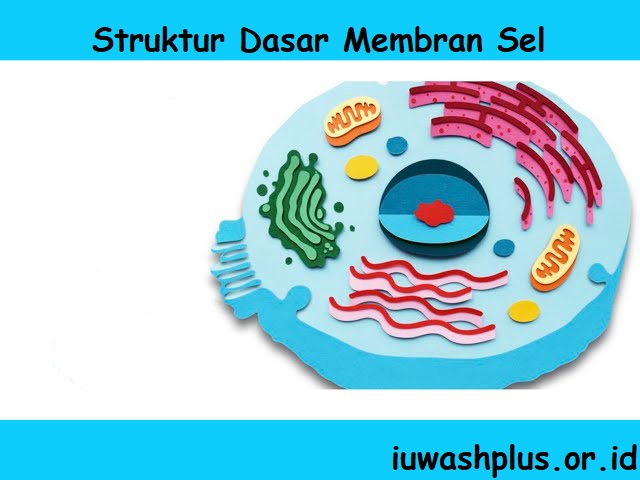 Struktur Dasar Membran Sel Struktur Dasar Membran Sel