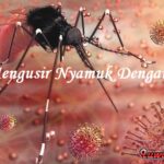 Mengenal Nyamuk Serta Cara Mengusir Nyamuk Dengan Alami