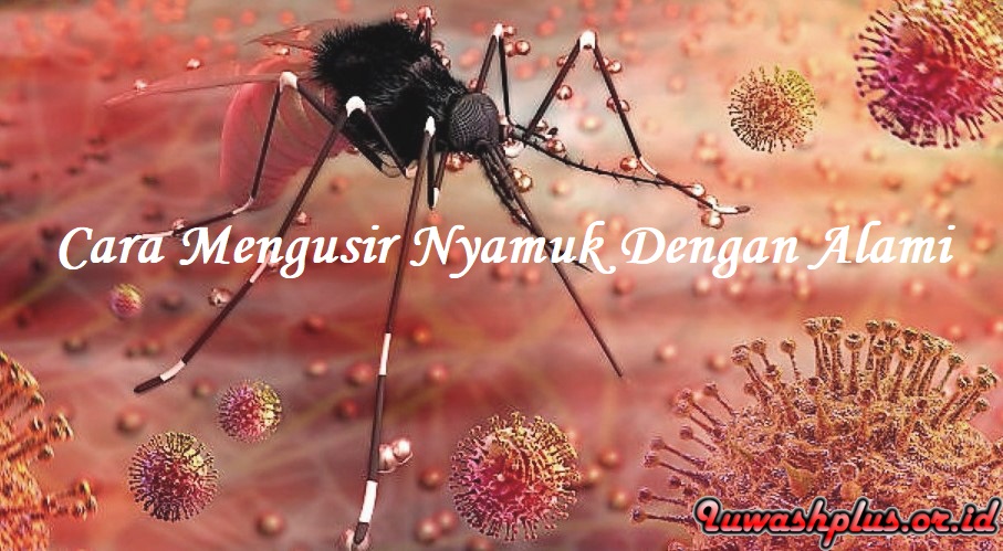 Mengenal Nyamuk Serta Cara Mengusir Nyamuk Dengan Alami