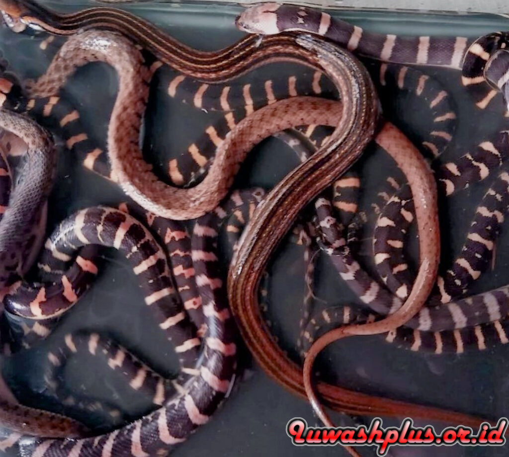 Mengenali Habitat dan Ciri Fisik Ular Kadut Mengenali Habitat dan Ciri Fisik Ular Kadut