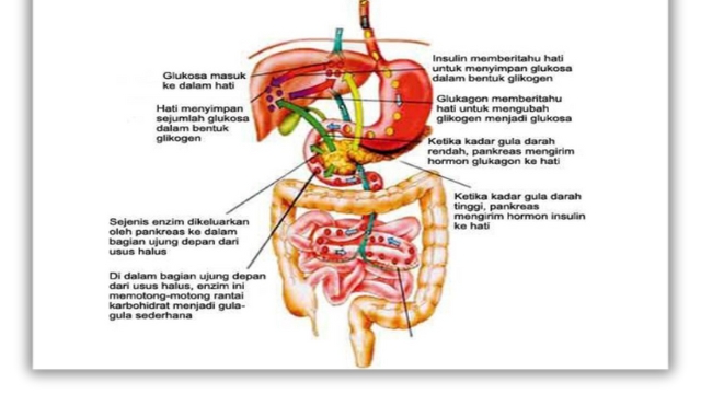 Daftar Enzim dalam Sistem Pencernaan Manusia