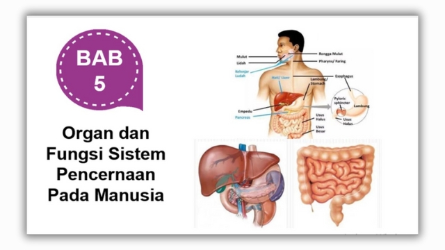 Organ-organ Pembentuk Sistem Pencernaan