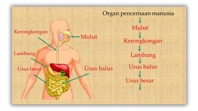 Pengertian Sistem Pencernaan Manusia dan Fungsinya