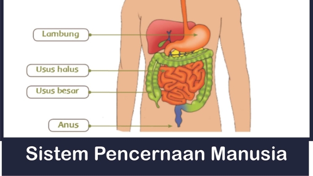 Sistem Pencernaan Manusia Arti, Organ, Enzim & Cara Menjaga